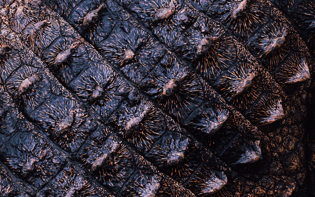 Gros plan sur la texture d un cuir d alligator exotique
